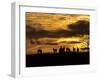 Horses at Sunset-Aledanda-Framed Photographic Print