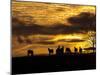Horses at Sunset-Aledanda-Mounted Photographic Print