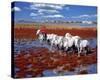 Horses at the Camargue, France-null-Stretched Canvas