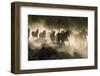 Horses being herded by a wrangler, backlit at sunrise-Sheila Haddad-Framed Photographic Print