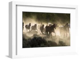 Horses being herded by a wrangler, backlit at sunrise-Sheila Haddad-Framed Photographic Print