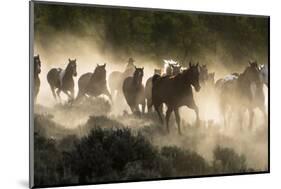 Horses being herded by a wrangler, backlit at sunrise-Sheila Haddad-Mounted Photographic Print