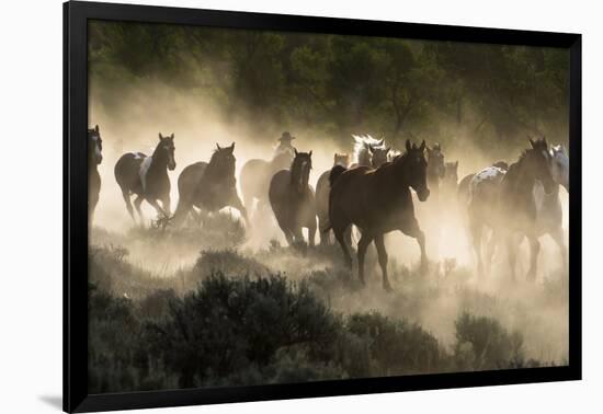 Horses being herded by a wrangler, backlit at sunrise-Sheila Haddad-Framed Photographic Print