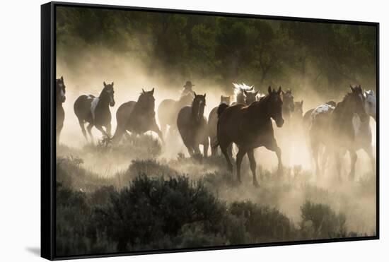 Horses being herded by a wrangler, backlit at sunrise-Sheila Haddad-Framed Stretched Canvas