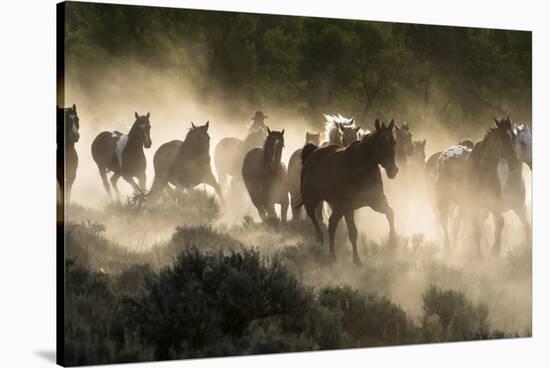 Horses being herded by a wrangler, backlit at sunrise-Sheila Haddad-Stretched Canvas