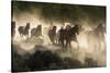 Horses being herded by a wrangler, backlit at sunrise-Sheila Haddad-Stretched Canvas