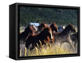 Horses Charge thru Pasture in Marion, Montana, USA-Chuck Haney-Framed Stretched Canvas