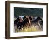 Horses Charge thru Pasture in Marion, Montana, USA-Chuck Haney-Framed Photographic Print