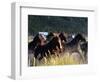 Horses Charge thru Pasture in Marion, Montana, USA-Chuck Haney-Framed Photographic Print