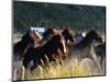 Horses Charge thru Pasture in Marion, Montana, USA-Chuck Haney-Mounted Photographic Print