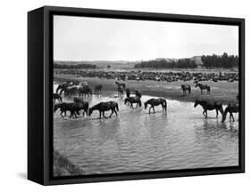 Horses Crossing the River at Round-Up Camp-L.a. Huffman-Framed Stretched Canvas