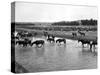 Horses Crossing the River at Round-Up Camp-L.a. Huffman-Stretched Canvas