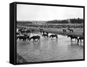 Horses Crossing the River at Round-Up Camp-L.a. Huffman-Framed Stretched Canvas