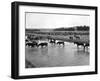 Horses Crossing the River at Round-Up Camp-L.a. Huffman-Framed Photo