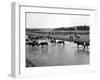 Horses Crossing the River at Round-Up Camp-L.a. Huffman-Framed Photo