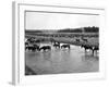 Horses Crossing the River at Round-Up Camp-L.a. Huffman-Framed Photo