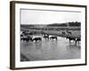 Horses Crossing the River at Round-Up Camp-L.a. Huffman-Framed Photo