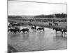 Horses Crossing the River at Round-Up Camp-L.a. Huffman-Mounted Photo