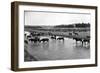 Horses Crossing the River at Round-Up Camp-L.a. Huffman-Framed Art Print