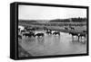 Horses Crossing the River at Round-Up Camp-L.a. Huffman-Framed Stretched Canvas