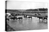 Horses Crossing the River at Round-Up Camp-L.a. Huffman-Stretched Canvas