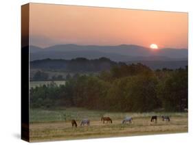 Horses Graze at Sunrise, Provence, France-Jim Zuckerman-Stretched Canvas