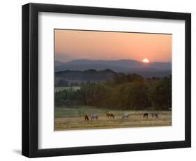 Horses Graze at Sunrise, Provence, France-Jim Zuckerman-Framed Photographic Print