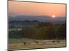 Horses Graze at Sunrise, Provence, France-Jim Zuckerman-Mounted Photographic Print