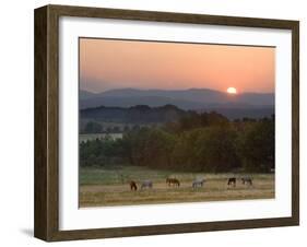 Horses Graze at Sunrise, Provence, France-Jim Zuckerman-Framed Photographic Print