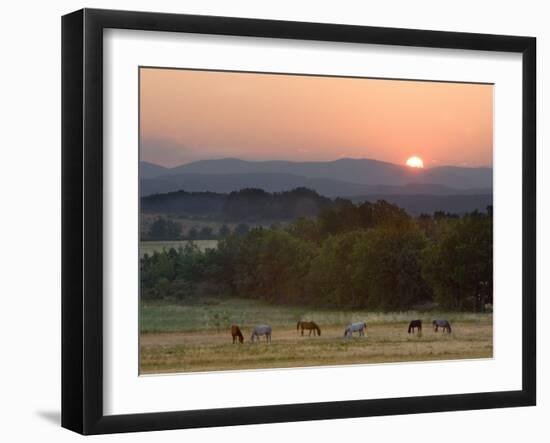 Horses Graze at Sunrise, Provence, France-Jim Zuckerman-Framed Photographic Print