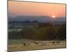 Horses Graze at Sunrise, Provence, France-Jim Zuckerman-Mounted Photographic Print