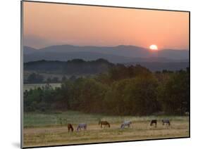 Horses Graze at Sunrise, Provence, France-Jim Zuckerman-Mounted Photographic Print