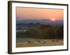 Horses Graze at Sunrise, Provence, France-Jim Zuckerman-Framed Photographic Print