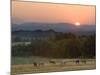 Horses Graze at Sunrise, Provence, France-Jim Zuckerman-Mounted Photographic Print