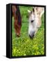 Horses Graze in a Green Field of Wildflowers-null-Framed Stretched Canvas