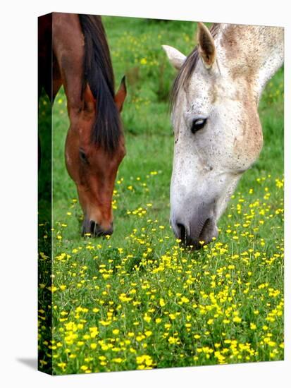 Horses Graze in a Green Field of Wildflowers-null-Stretched Canvas