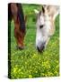 Horses Graze in a Green Field of Wildflowers-null-Stretched Canvas