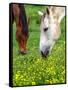 Horses Graze in a Green Field of Wildflowers-null-Framed Stretched Canvas