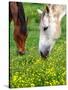 Horses Graze in a Green Field of Wildflowers-null-Stretched Canvas