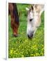 Horses Graze in a Green Field of Wildflowers-null-Framed Photographic Print