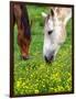 Horses Graze in a Green Field of Wildflowers-null-Framed Photographic Print