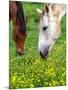 Horses Graze in a Green Field of Wildflowers-null-Mounted Photographic Print