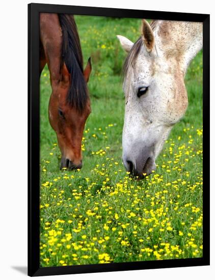 Horses Graze in a Green Field of Wildflowers-null-Framed Photographic Print