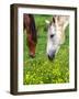 Horses Graze in a Green Field of Wildflowers-null-Framed Photographic Print