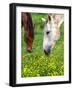 Horses Graze in a Green Field of Wildflowers-null-Framed Photographic Print