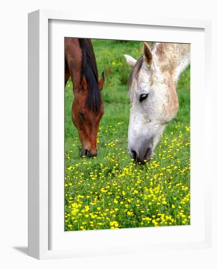 Horses Graze in a Green Field of Wildflowers-null-Framed Photographic Print