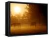 Horses Graze in a Meadow in Early Morning Fog in Langenhagen Near Hanover, Germany, Oct 17, 2006-Kai-uwe Knoth-Framed Stretched Canvas