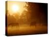 Horses Graze in a Meadow in Early Morning Fog in Langenhagen Near Hanover, Germany, Oct 17, 2006-Kai-uwe Knoth-Stretched Canvas