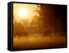 Horses Graze in a Meadow in Early Morning Fog in Langenhagen Near Hanover, Germany, Oct 17, 2006-Kai-uwe Knoth-Framed Stretched Canvas