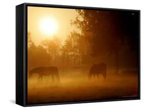 Horses Graze in a Meadow in Early Morning Fog in Langenhagen Near Hanover, Germany, Oct 17, 2006-Kai-uwe Knoth-Framed Stretched Canvas
